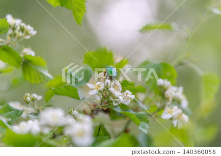 Green beetle on white blossoms, spring macro closeup with soft bokeh background, delicate petals, fresh green foliage, morning light, shallow depth, pollinator activity captured Green beetle on white blossoms, spring macro closeup with soft bokeh background, delicate petals, fresh green foliage, morning light, shallow depth, pollinator activity captured 140360058