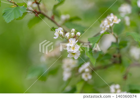 Mellow light highlighting delicate flowers creates peaceful vibes. Gentle dusk lighting illuminating flowering clusters against misty scene promotes serenity and wellbeing imagery Mellow light highlighting delicate flowers creates peaceful vibes. Gentle dusk lighting illuminating flowering clusters against misty scene promotes serenity and wellbeing imagery 140360074