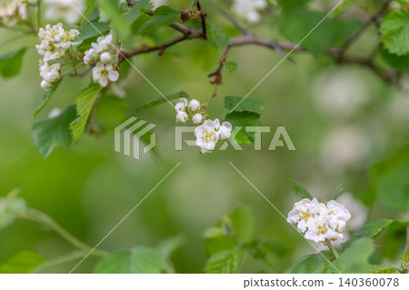 Macro study of flower morphology with crisp focus on stamens and veins, neutral green backdrop, scientific yet poetic presentation for editorial or educational use 140360078