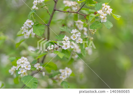 Gentle blooms with lush greenery. Dreamlike white flowers against vibrant background. Ethereal white floral imagery complemented by rich green hues and smooth bokeh effects Gentle blooms with lush greenery. Dreamlike white flowers against vibrant background. Ethereal white floral imagery complemented by rich green hues and smooth bokeh effects 140360085