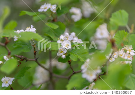 Close focus cluster of white flowers and serrated leaves, light dew on petals, soft blurred backdrop, tactile natural texture, serene mood for packaging and mindfulness visuals Close focus cluster of white flowers and serrated leaves, light dew on petals, soft blurred backdrop, tactile natural texture, serene mood for packaging and mindfulness visuals 140360097