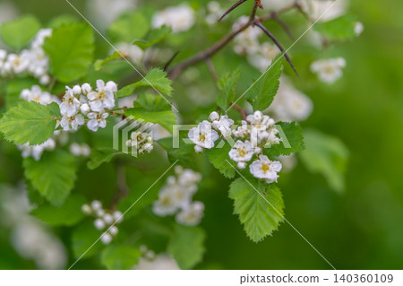 Blossom scene detailed. Fresh green flowers with light. White petals on branch with morning glow. Close photo of blooming flowers and delicate stamens in morning light Blossom scene detailed. Fresh green flowers with light. White petals on branch with morning glow. Close photo of blooming flowers and delicate stamens in morning light 140360109