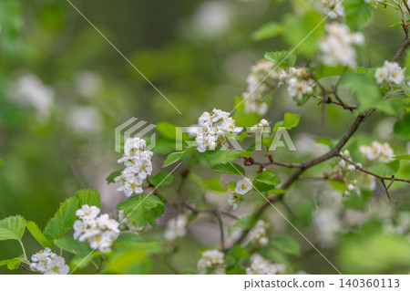 Scenic pastel garden backdrop. Serene natural scene with blooming branches. Calm landscape of flowering bushes with gentle sunlight filtering through layered foliage Scenic pastel garden backdrop. Serene natural scene with blooming branches. Calm landscape of flowering bushes with gentle sunlight filtering through layered foliage 140360113