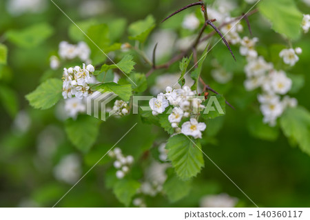 Calming floral landscape. Peaceful scene featuring colorful blossoms and greenery. Relaxing visualization of white blossoms encircled by vivid green leaves and soft colors Calming floral landscape. Peaceful scene featuring colorful blossoms and greenery. Relaxing visualization of white blossoms encircled by vivid green leaves and soft colors 140360117
