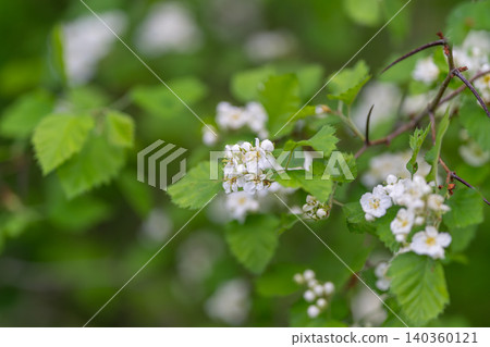 Continuous clusters of white flowers forming rhythmic design. Repeated groups of white flowers establish harmonious rhythmic display with natural foliage accents Continuous clusters of white flowers forming rhythmic design. Repeated groups of white flowers establish harmonious rhythmic display with natural foliage accents 140360121