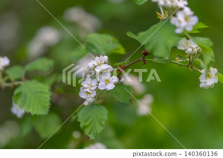 Graceful white blooms on slender tree limbs with gentle green backdrop. Sophisticated natural design showcasing delicate white blossoms and muted green background Graceful white blooms on slender tree limbs with gentle green backdrop. Sophisticated natural design showcasing delicate white blossoms and muted green background 140360136