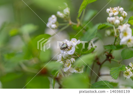 Close view of tiny blossoms. Intricate macro imagery of petite floral details. An intimate macro perspective revealing fragile white flowers and minute insect hints Close view of tiny blossoms. Intricate macro imagery of petite floral details. An intimate macro perspective revealing fragile white flowers and minute insect hints 140360139