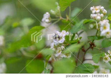 Spring flower scene. Gentle springtime display of blooming white flowers. Calm springtime setting featuring soft green background and blooming white flowers on branch Spring flower scene. Gentle springtime display of blooming white flowers. Calm springtime setting featuring soft green background and blooming white flowers on branch 140360143