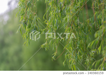 Tranquil lakeside with overhanging willow and lush greenery. Gentle willow branches over calm waters set peaceful natural backdrop for outdoor activities and nature stories Tranquil lakeside with overhanging willow and lush greenery. Gentle willow branches over calm waters set peaceful natural backdrop for outdoor activities and nature stories 140360159