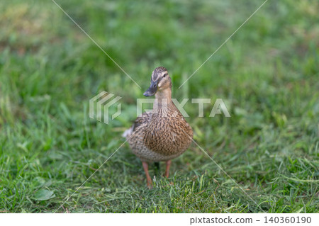 Duck spotting alertness. Graceful female duck carefully watching surroundings. Alert female duck attentively surveying environment while perched on vibrant green grass 140360190