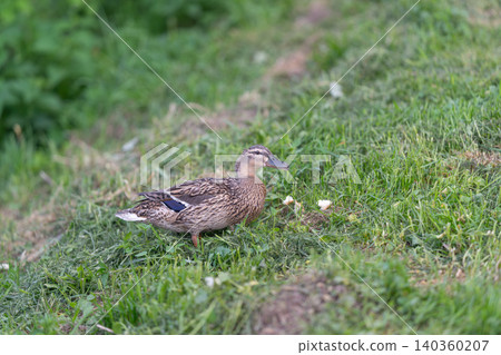 Colorful duck foraging naturally amidst rural landscape and greenery. Spectacular view of female duck diligently searching for food on green hillside in countryside Colorful duck foraging naturally amidst rural landscape and greenery. Spectacular view of female duck diligently searching for food on green hillside in countryside 140360207