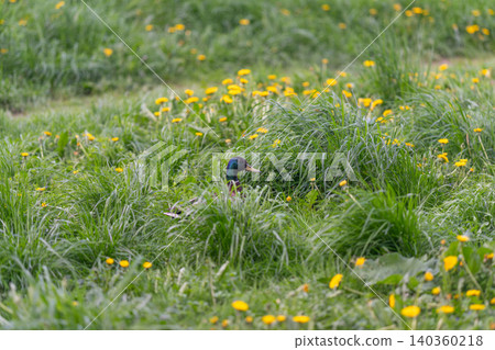 Male duck nestled among grass and flowers. Greenheaded male mallard resting peacefully in tranquil habitat. Serene wildlife scene showing mallard in lush wetland environment Male duck nestled among grass and flowers. Greenheaded male mallard resting peacefully in tranquil habitat. Serene wildlife scene showing mallard in lush wetland environment 140360218