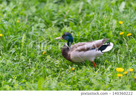 Male duck moving across vibrant dandelion filled plains during daytime. Bird strolling along blooming meadow under clear sky with detailed feathers and grass blades Male duck moving across vibrant dandelion filled plains during daytime. Bird strolling along blooming meadow under clear sky with detailed feathers and grass blades 140360222