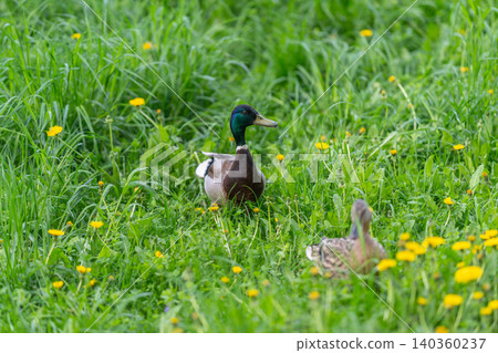 Pair of mallards in fields. Two mallard ducks resting amidst blooming dandelions in sunlight. Male and female mallard gathered closely in lush meadow during summer daytime 140360237