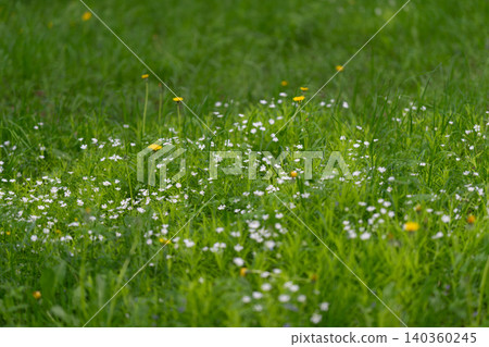 Bright floral landscape. Sundrenched meadow filled with colorful blossoms and lively atmosphere. Vibrant wildflower pasture glowing under warm sunlight with energetic summer vibe Bright floral landscape. Sundrenched meadow filled with colorful blossoms and lively atmosphere. Vibrant wildflower pasture glowing under warm sunlight with energetic summer vibe 140360245