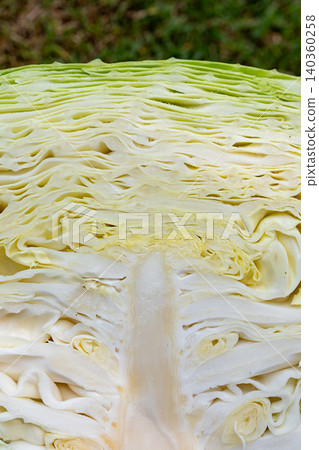 cabbage cabbage 140360258
