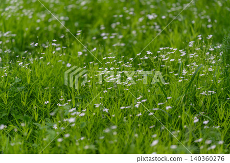 Flowers spread widely. Meadow filled with blooming flowers. Vast green field dotted with white blossoms. Open grassy area covered in scattered white flowers and gentle wind 140360276