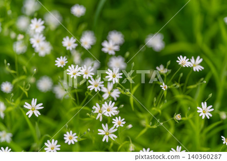 Delicate green blossoms. Small white flowers among foliage. Delicate white blooms surrounded by lush greens. Tiny white flowers nestled within vibrant green leaves and branches Delicate green blossoms. Small white flowers among foliage. Delicate white blooms surrounded by lush greens. Tiny white flowers nestled within vibrant green leaves and branches 140360287