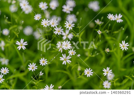 White wildflowers on green backdrop, closeup showing tiny starshaped petals, slender stems and soft bokeh, morning light and delicate dew, tranquil summer mood 140360291