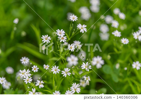 Delicate petals and stems. Closeup of natural wildflowers with gentle background glow. Vivid wildflowers with fine details in serene morning setting for branding Delicate petals and stems. Closeup of natural wildflowers with gentle background glow. Vivid wildflowers with fine details in serene morning setting for branding 140360306