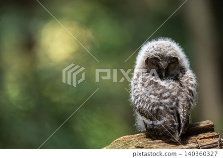 A baby owl stands quietly in the forest. 140360327