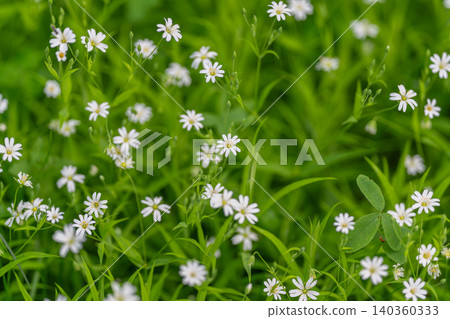 Garden border lined with delicate white cottage style planting, pollinatorfriendly arrangement, sustainable soil impression, informal charm for backyard and lifestyle content 140360333