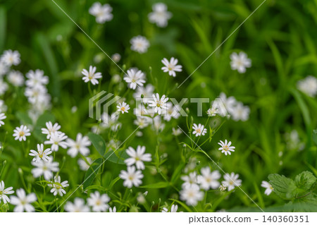 Vivid collection of flowering plants with lush green leaves for designs. An intricate display of white wildflowers and vibrant foliage forming captivating visual scene Vivid collection of flowering plants with lush green leaves for designs. An intricate display of white wildflowers and vibrant foliage forming captivating visual scene 140360351