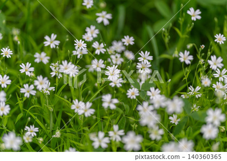Carpet tiny white wildflowers over green grass, delicate petals and slender stems, shallow depth of field, soft summer light, pastoral calm, herbalist inspiration Carpet tiny white wildflowers over green grass, delicate petals and slender stems, shallow depth of field, soft summer light, pastoral calm, herbalist inspiration 140360365