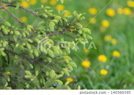 Natural scene showcasing fresh spring leaves and colorful wildflowers beautifully. Serene spring landscape with vibrant green sprigs and delicate yellow dandelions in soft focus Natural scene showcasing fresh spring leaves and colorful wildflowers beautifully. Serene spring landscape with vibrant green sprigs and delicate yellow dandelions in soft focus 140360395