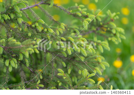 Dewy seasonal plant scene. Vibrant springtime vegetation highlighted by delicate dew drops. Lush spruce branch with blurred dandelions and morning dew in soft sunlight sky Dewy seasonal plant scene. Vibrant springtime vegetation highlighted by delicate dew drops. Lush spruce branch with blurred dandelions and morning dew in soft sunlight sky 140360411