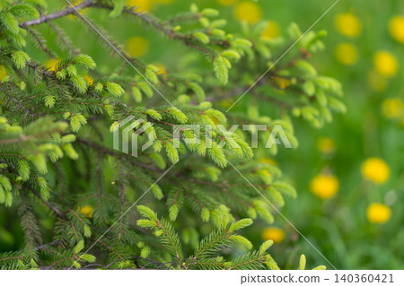 Evergreen needles blend with sunny dandelions in peaceful scenery. Detailed view of coniferous branches alongside carpet of bright dandelions in calm spring landscape Evergreen needles blend with sunny dandelions in peaceful scenery. Detailed view of coniferous branches alongside carpet of bright dandelions in calm spring landscape 140360421