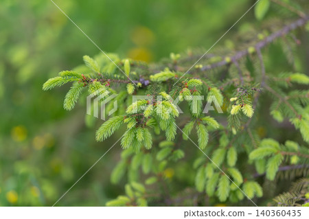 Vivid sprig detail. Fresh green foliage with moss. Delicate buds against textured bark and sunlight. Springtime branch showcasing tender growth and moss accents Vivid sprig detail. Fresh green foliage with moss. Delicate buds against textured bark and sunlight. Springtime branch showcasing tender growth and moss accents 140360435
