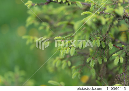 Calm nature scene. Tranquil forest with floral accents. Serene woodland scene with blooming wildflowers. Peaceful outdoor setting featuring spruce and dewy foliage at dusk 140360443