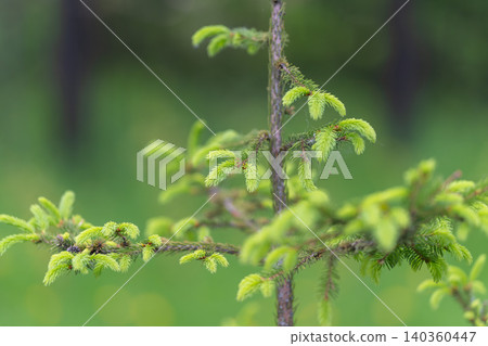 Closeup of lush pine with dew. Spruce branch aglow with morning dew and tranquil environment. Vivid pine needles shimmering with moisture create serene woodland atmosphere Closeup of lush pine with dew. Spruce branch aglow with morning dew and tranquil environment. Vivid pine needles shimmering with moisture create serene woodland atmosphere 140360447
