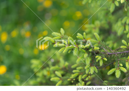 Spruce branch framed by yellow bloom, close textured needles with cheerful flower near lens and soft meadow behind, upbeat spring visual for marketing and floral themes Spruce branch framed by yellow bloom, close textured needles with cheerful flower near lens and soft meadow behind, upbeat spring visual for marketing and floral themes 140360492