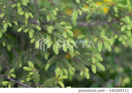 Spruce new shoot macro texture, close focus on pale green needles and tiny cones, crisp detail with soft background blur conveying freshness and seasonal renewal Spruce new shoot macro texture, close focus on pale green needles and tiny cones, crisp detail with soft background blur conveying freshness and seasonal renewal 140360511