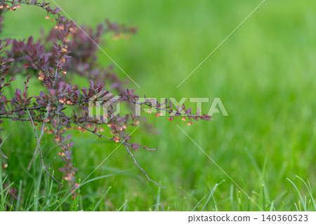 Purple shrub edge over grassy meadow, slender twig silhouette with tiny buds and deep green backdrop, soft depth and airy spring atmosphere for calm botanical visuals Purple shrub edge over grassy meadow, slender twig silhouette with tiny buds and deep green backdrop, soft depth and airy spring atmosphere for calm botanical visuals 140360523