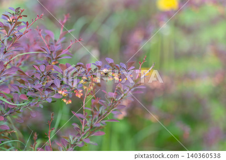 Intimate purple leaves and tiny blossoms, intricate veins and minute flower clusters, creamy blurred background creating painterly atmosphere, detailed botanical texture Intimate purple leaves and tiny blossoms, intricate veins and minute flower clusters, creamy blurred background creating painterly atmosphere, detailed botanical texture 140360538