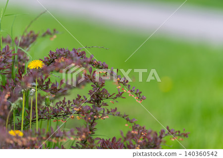 Lone dandelion in vibrant foliage. Single flower among colorful branches and grass. Resilient flower standing tall amid lush green surroundings and purple stems Lone dandelion in vibrant foliage. Single flower among colorful branches and grass. Resilient flower standing tall amid lush green surroundings and purple stems 140360542