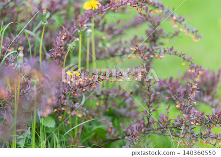Purple foliage and yellow dandelion closeup, arching burgundy branches dotted with tiny buds, soft green lawn bokeh in background, bright spring light, delicate natural contrast Purple foliage and yellow dandelion closeup, arching burgundy branches dotted with tiny buds, soft green lawn bokeh in background, bright spring light, delicate natural contrast 140360550