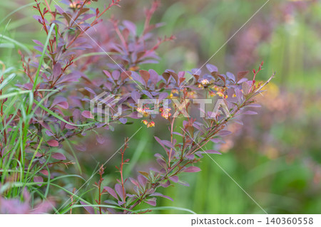 Vivid rural scene. Calm pastoral landscape with purple shrub and gentle dusk illumination. Peaceful farmland scene showcasing mauve branch amidst tall grasses during dusk Vivid rural scene. Calm pastoral landscape with purple shrub and gentle dusk illumination. Peaceful farmland scene showcasing mauve branch amidst tall grasses during dusk 140360558