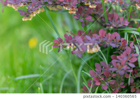 Vivid scene showing vibrant greenery and insects outside in sunlight. Beautiful natural landscape featuring sunlit field filled with buzzing insects and rich plant life Vivid scene showing vibrant greenery and insects outside in sunlight. Beautiful natural landscape featuring sunlit field filled with buzzing insects and rich plant life 140360565