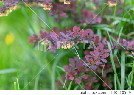 Delicate purple foliage captured amid tranquil spring atmosphere. An intimate portrayal of purple leaves with dewdrops on slender twigs during peaceful spring mornings 140360569