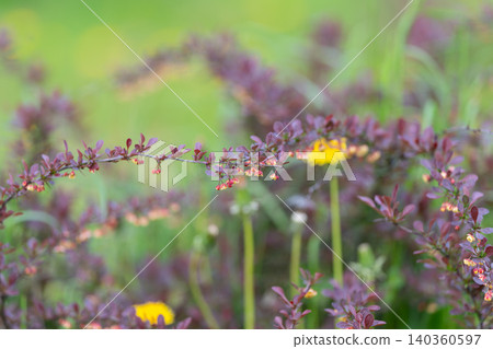 Vivid botanical scene. Sunkissed lavender and green blades creating tranquil vintage appeal. Warmly highlighted purple and green plants capturing serene rustic summer atmosphere Vivid botanical scene. Sunkissed lavender and green blades creating tranquil vintage appeal. Warmly highlighted purple and green plants capturing serene rustic summer atmosphere 140360597