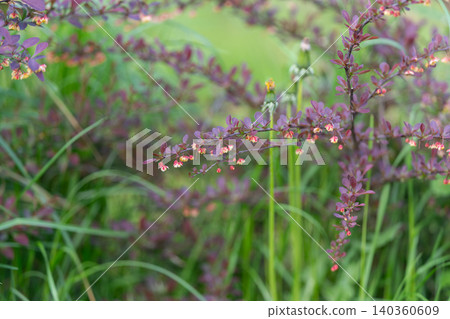 Serene dewladen grassy scene. Gentle daylight illuminating delicate wildflowers. Calm and tranquil morning captured with soft focus on dewy grass and miniature blossoms Serene dewladen grassy scene. Gentle daylight illuminating delicate wildflowers. Calm and tranquil morning captured with soft focus on dewy grass and miniature blossoms 140360609