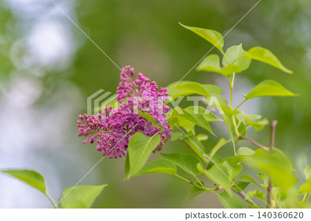 Calm pastoral environment featuring colorful flowering branches and greenery. Tranquil garden scene showcasing violet blossoms amid soft sunlight and leafy surroundings Calm pastoral environment featuring colorful flowering branches and greenery. Tranquil garden scene showcasing violet blossoms amid soft sunlight and leafy surroundings 140360620
