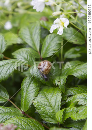 Snail on Wet Green Leaves with White Flowers Snail on Wet Green Leaves with White Flowers 140360631