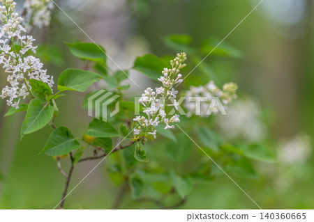 Calm green environment with blooming white lilacs and soothing light. Relaxing image capturing white lilac clusters surrounded by lush foliage and gentle daylight Calm green environment with blooming white lilacs and soothing light. Relaxing image capturing white lilac clusters surrounded by lush foliage and gentle daylight 140360665