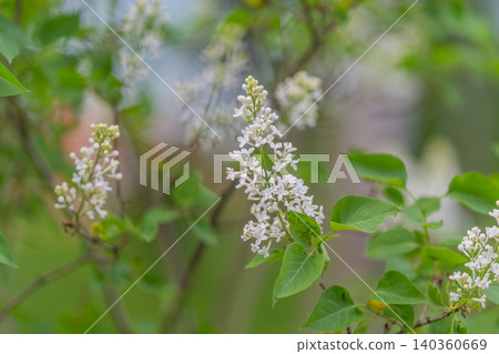 Serene lilac in soft glow. Tranquil image of lilac branch in muted tone overlay. Peaceful garden depiction featuring white lilac and whispering breeze in vintage style Serene lilac in soft glow. Tranquil image of lilac branch in muted tone overlay. Peaceful garden depiction featuring white lilac and whispering breeze in vintage style 140360669