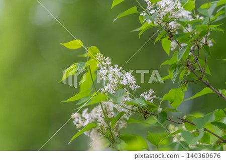 Serene flower scene captured beautifully. Delicate blooms set on lush green background. Fragile lilac flowers highlighted with vibrant leafy textures and layers Serene flower scene captured beautifully. Delicate blooms set on lush green background. Fragile lilac flowers highlighted with vibrant leafy textures and layers 140360676